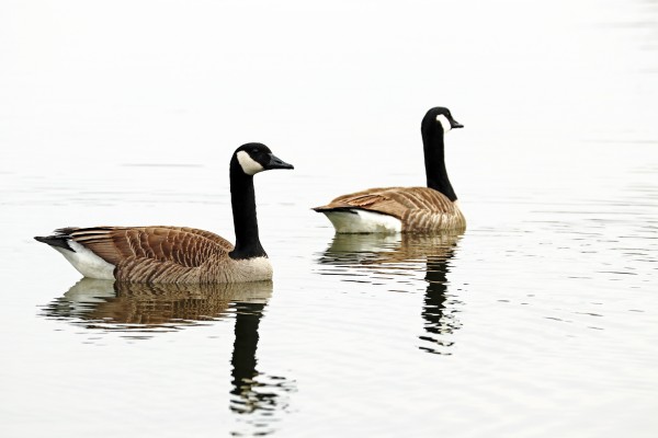 Classy Canada Geese by Deb Oppermann